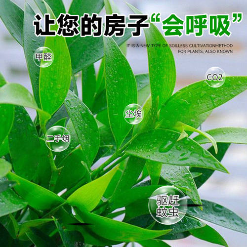 水培驱蚊竹柏植物室内水养绿植花卉盆栽办公室桌面四季常青好养活 - 图3