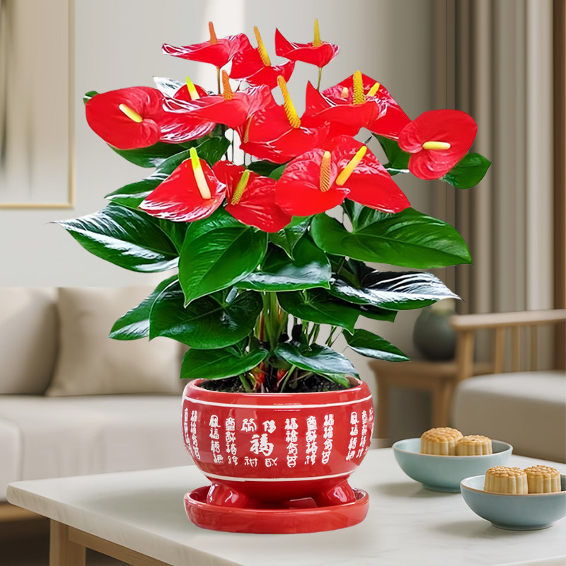特大号红掌盆栽带花大叶大花客厅绿植室内好养植物办公室桌面花卉,淘宝优惠券,粉丝福利购,淘宝优惠卷