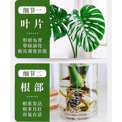 老桩龟背竹水培网红土水培北欧除甲醛室内客厅绿植净化空气 - 图0