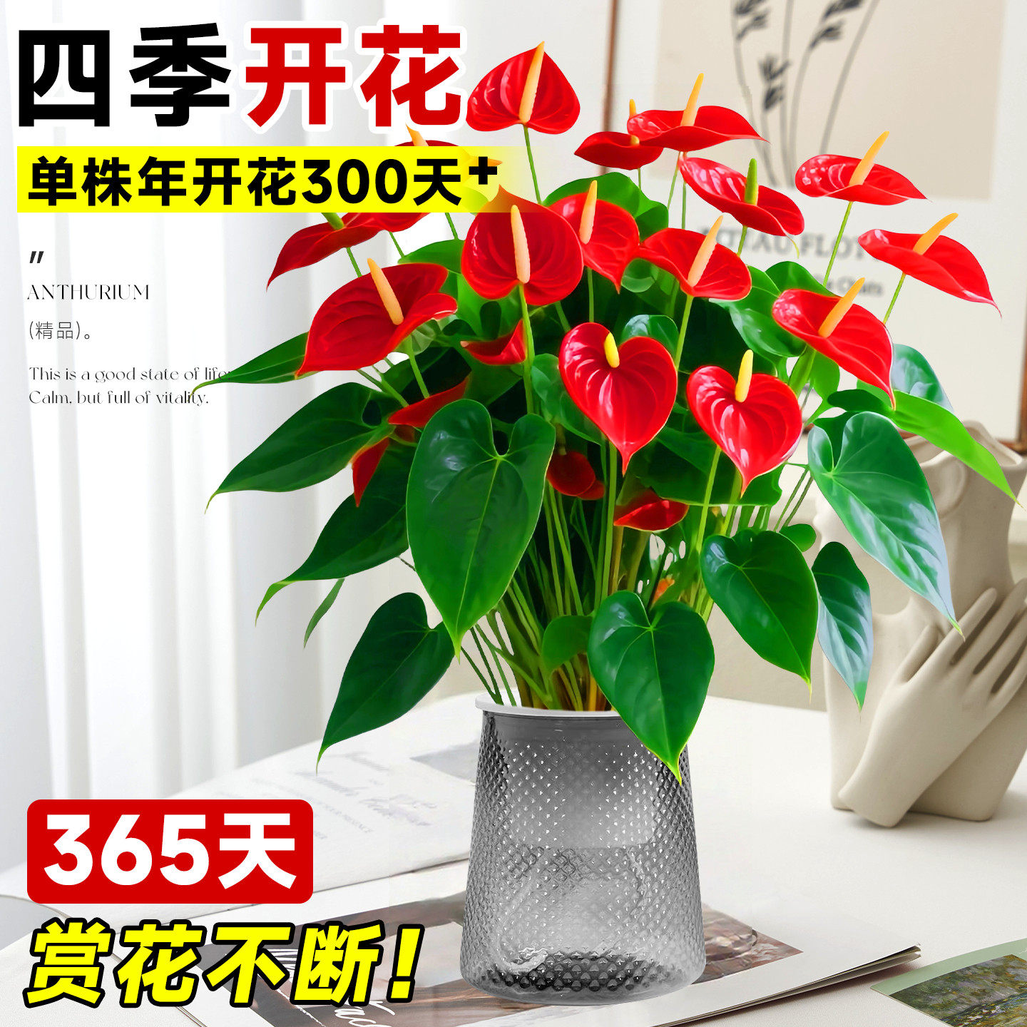 特大号红掌盆栽带花大叶大花客厅绿植室内好养植物办公室桌面花卉,淘宝优惠券,粉丝福利购,淘宝优惠卷