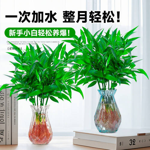 水培驱蚊竹柏植物室内水养绿植花卉盆栽办公室桌面四季常青好养活 - 图2