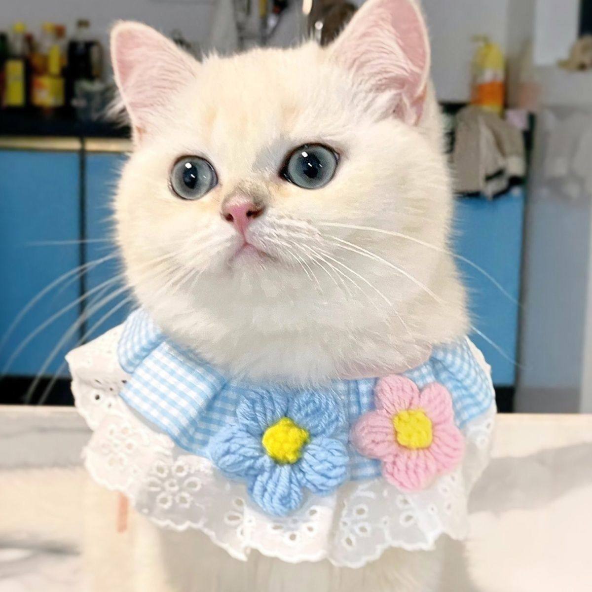 猫咪狗狗围脖围领宠物口水巾兔子饰品布偶英短美短蓝白泰迪比熊,淘宝优惠券,粉丝福利购,淘宝优惠卷