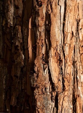 木头桩子仿真木桩树桩假原木桩圆木墩商场服装店餐厅橱窗花艺道具