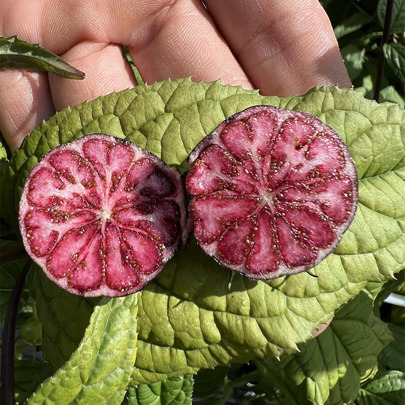 云南红果参水果新鲜采摘果园直发营养丰富顺丰包邮