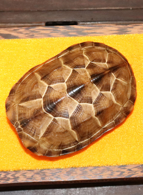 天然完整真乌龟草龟壳文玩盘玩手把件龟甲家居客厅摆件送饰品礼品