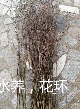 龙柳 枝鲜真养雪柳干枝水培雪柳喷雪花绣线菊珍珠梅水花束插花艺