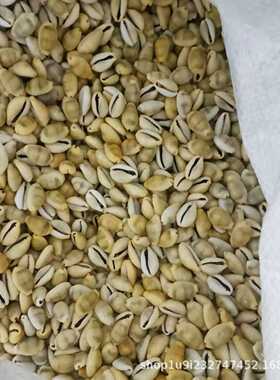 爱贝来自然海螺贝壳 黄金宝螺 贝壳工艺品饰品材料 打孔金边贝