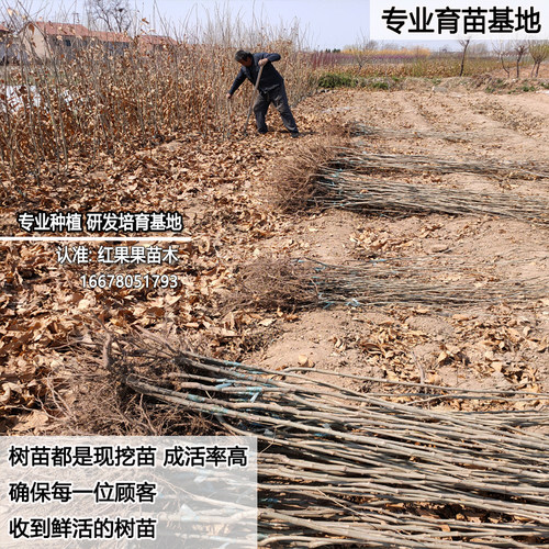 建瓯锥栗苗高山嫁接苗超大号耐寒耐冻板栗树果苗南方北方当年结果 - 图3