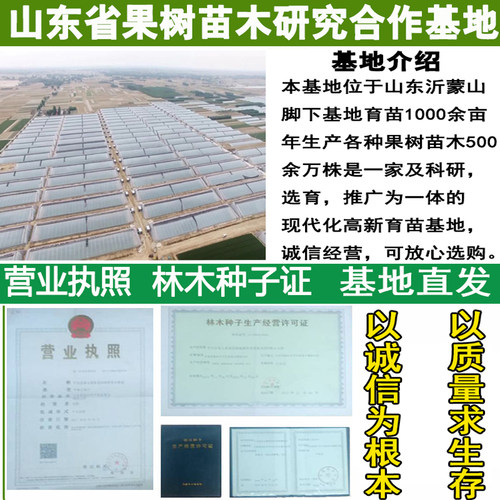 国峰七号李子树苗超大号耐寒嫁接西施李子水果苗树南北方种植庭院 - 图3