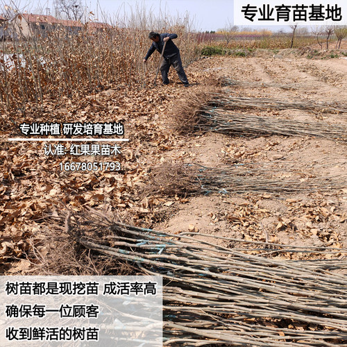 迁西板栗苗耐寒超大号嫁接苗庭院耐冻板栗树果苗早熟油小栗子良种 - 图2