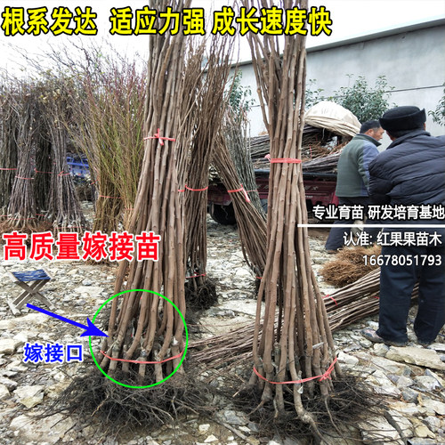 巧克力脆柿树苗黑心特大脆甜柿子树果苗南方北方耐寒嫁接庭院果树 - 图2