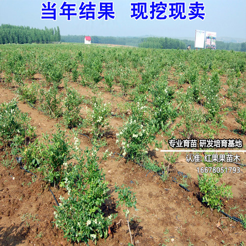 薄雾蓝莓苗盆栽庭院蓝莓树果苗南方种植北方耐寒超大号特大树小苗 - 图3