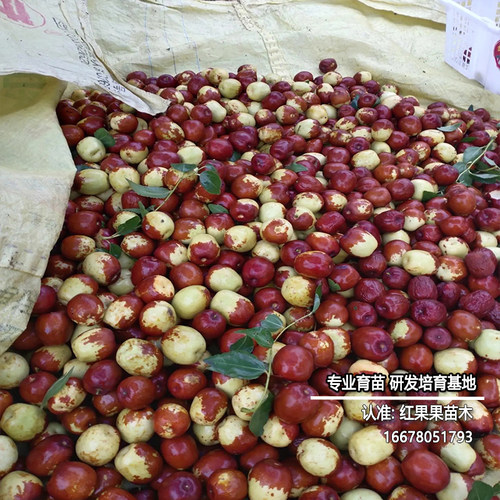 圆铃枣树嫁接苗北方耐寒冻庭院南方大枣超甜特大号老品种枣树活苗 - 图0