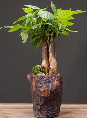 发财树办公室装饰客厅简约网红玄关送礼陶瓷绿植盆景创意桌面摆件