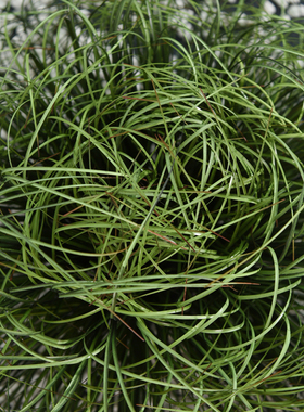 仿真草团蒲草丛绿植假草坪芦苇草垛水草堆景观制作橱窗装饰品摆件