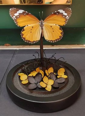 金斑蝶真蝴蝶标本干花艺术玻璃罩桌面摆件手工生日收藏礼物