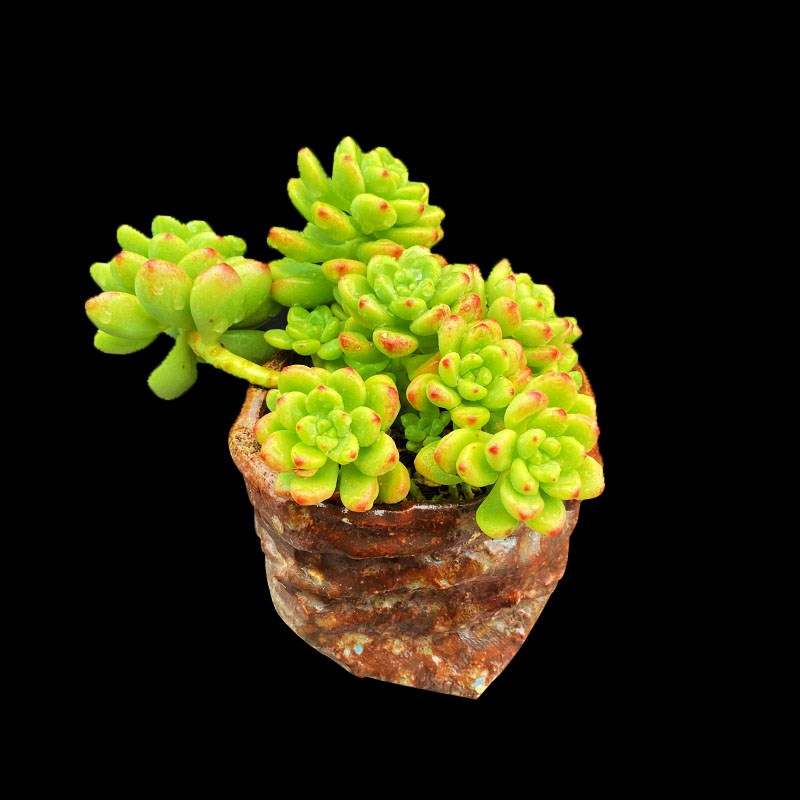 香格里拉 有香味果冻红色老桩悬崖造型飘枝圆萌云U南多肉植物包邮 - 图2