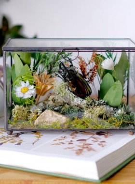 真昆虫标本生态微景观展示 摆件玻璃花房罩书房甲虫金龟植物蝴蝶