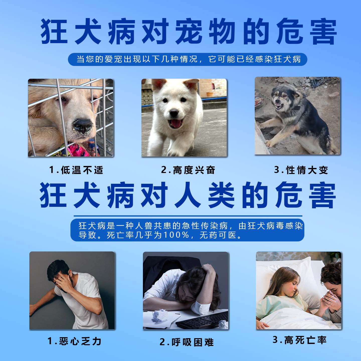 狂犬病毒检测卡 RBV病毒试纸 狂犬病毒抗原检测 狗测试纸宠物试纸 - 图0