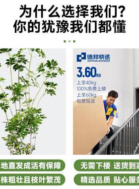 造型鸭脚木室内盆栽鸭掌木净化空气办公室客厅四季常青大型绿植物