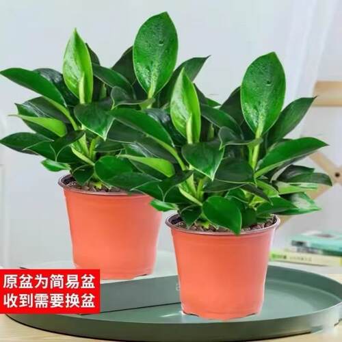 金钻绿公主盆栽带花苞绿箩萝水培植物办公室内花卉绿植四季好养活 - 图3