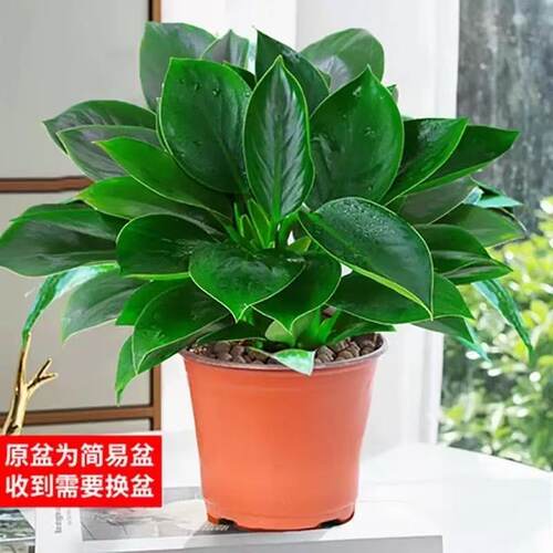 金钻绿公主盆栽带花苞绿箩萝水培植物办公室内花卉绿植四季好养活 - 图2