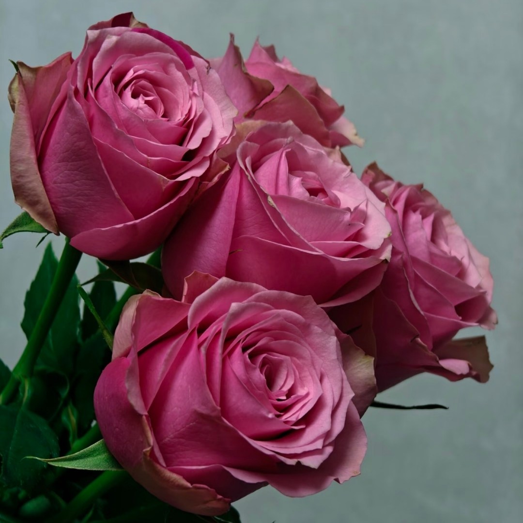 新品 甜蜜梦境/英伦公主 月季花苗粉色纽扣心切花月季阳台盆栽,淘宝优惠券,粉丝福利购,淘宝优惠卷