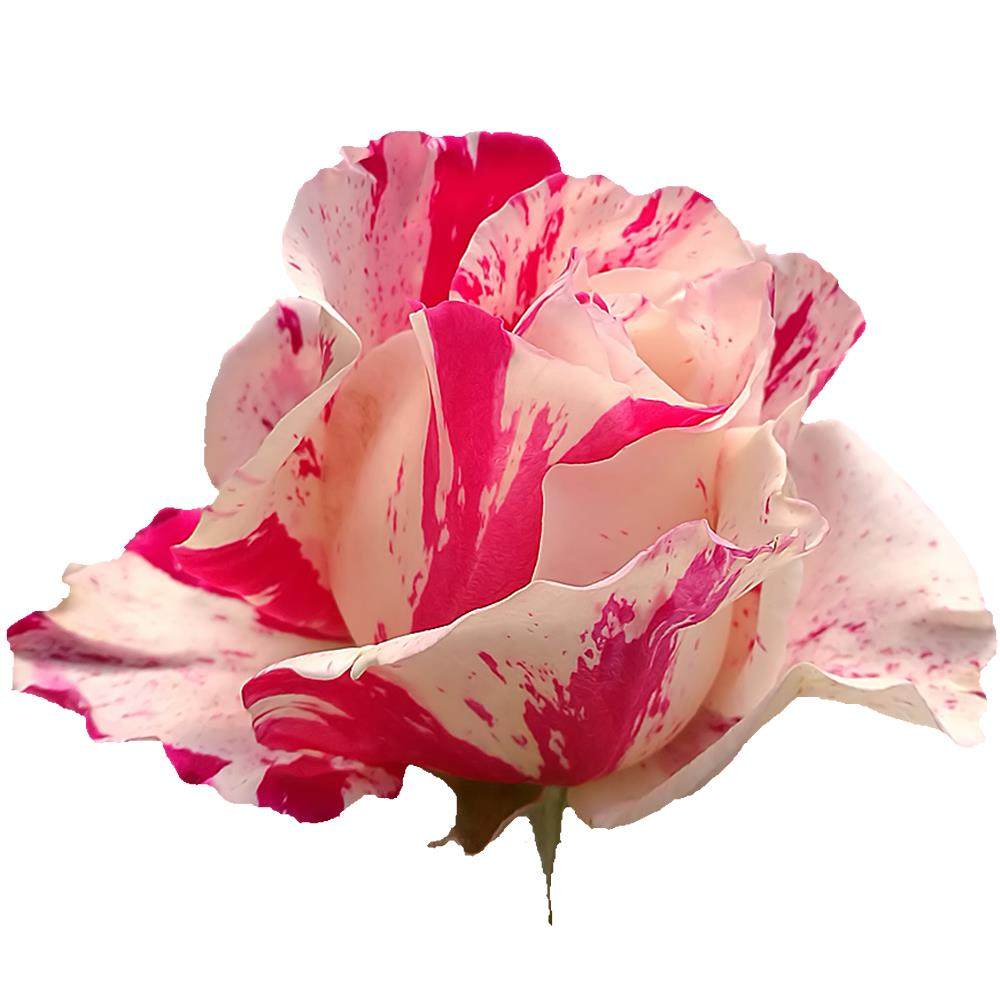 新品 疯狂双色/俩疯子 月季花苗大花条纹灌木勤花庭院阳台盆栽,淘宝优惠券,粉丝福利购,淘宝优惠卷