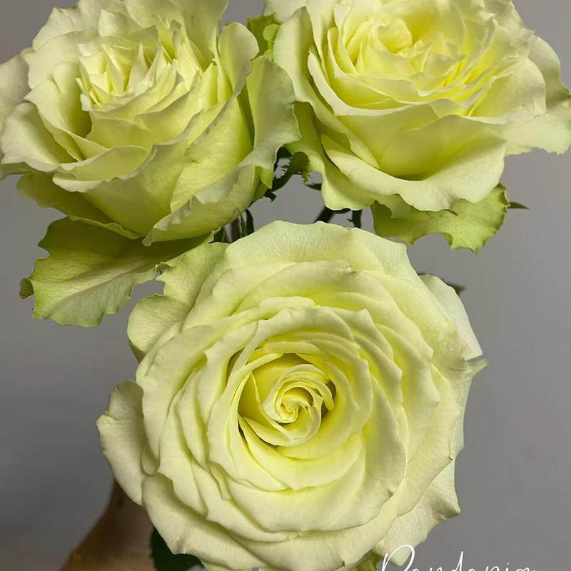 新品 薄荷茶 月季花苗奶绿色小卷边大花灌木月季阳台庭院盆栽,淘宝优惠券,粉丝福利购,淘宝优惠卷