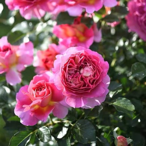 巴黎精神 月季花苗 法国戴尔巴德大花灌木浓香勤花庭院阳台盆栽 - 图2