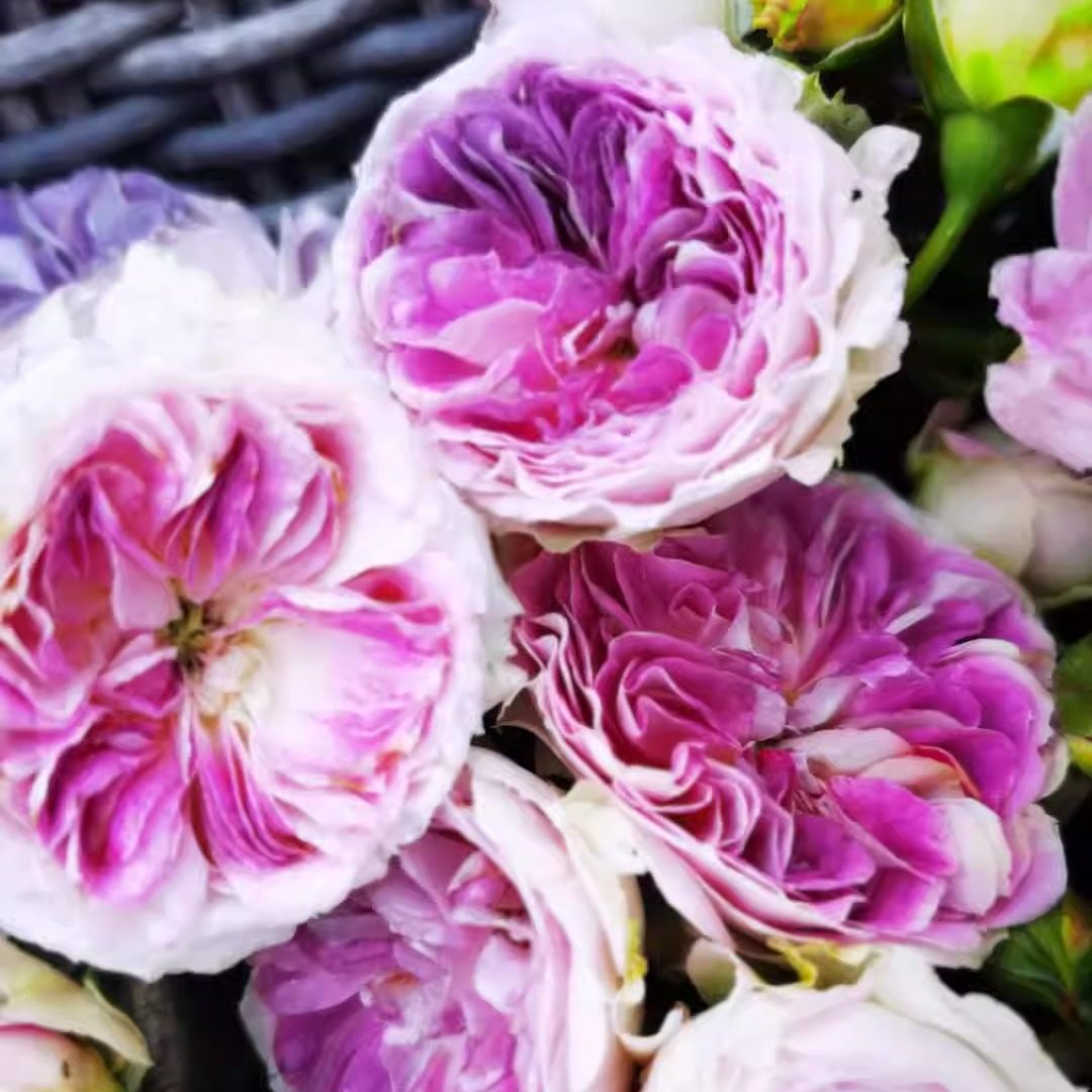 日月 蓝月石 月季花苗 河本灌木多头勤花月季 庭院阳台盆栽花卉,淘宝优惠券,粉丝福利购,淘宝优惠卷