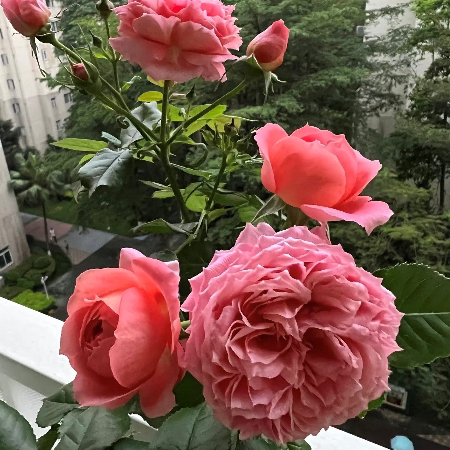 朱砂碗 月季花苗灌木浓香勤花包子型月季阳台花卉庭院盆栽花卉,淘宝优惠券,粉丝福利购,淘宝优惠卷