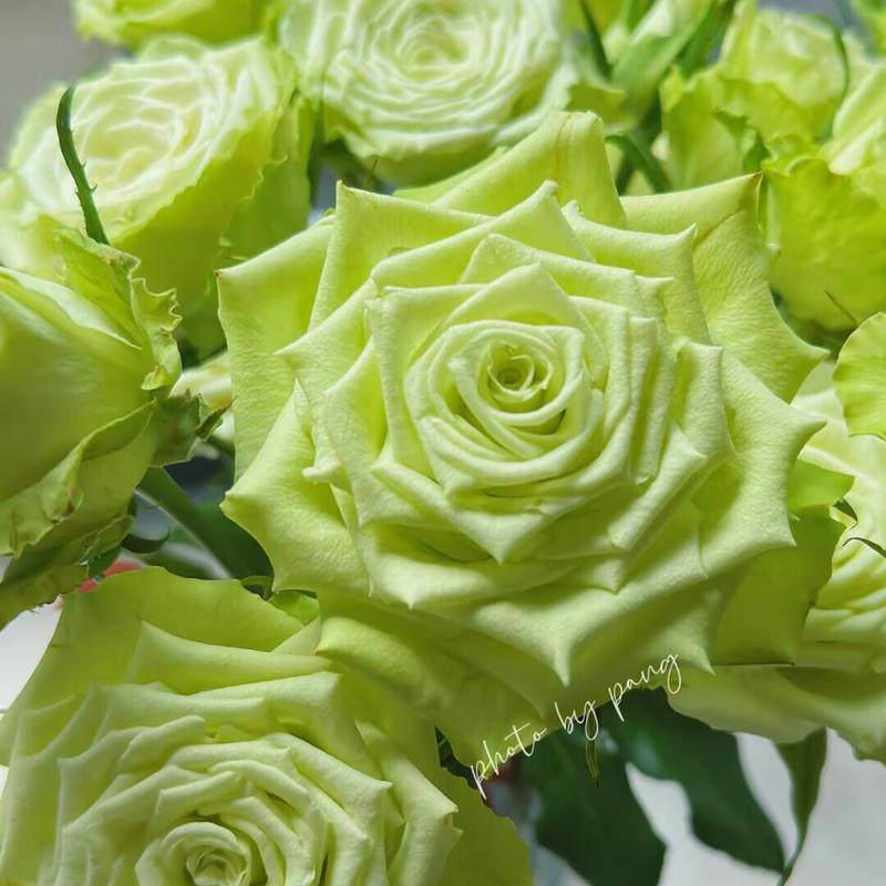 新品 薄荷茶 月季花苗奶绿色小卷边大花灌木月季阳台庭院盆栽,淘宝优惠券,粉丝福利购,淘宝优惠卷