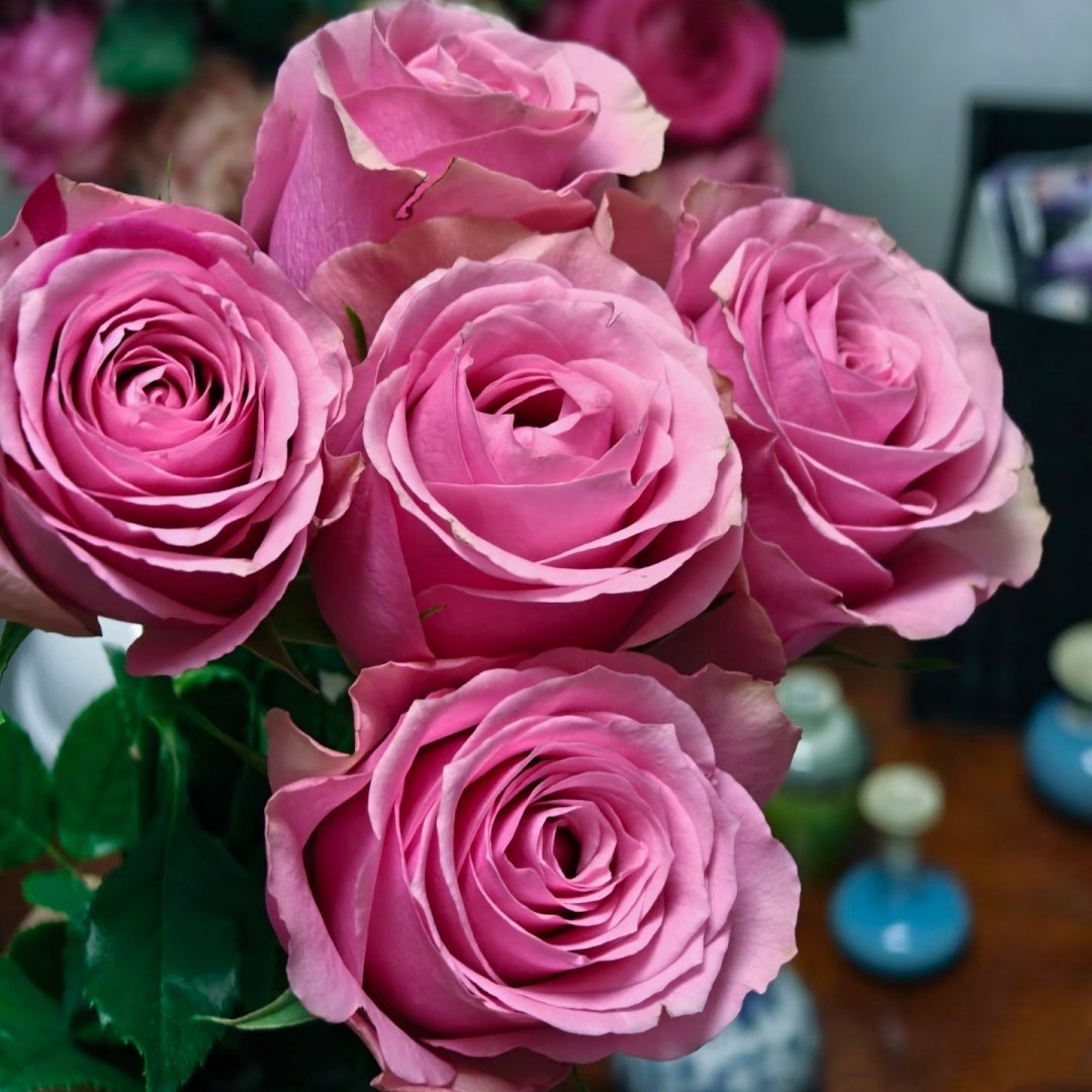 新品 甜蜜梦境/英伦公主 月季花苗粉色纽扣心切花月季阳台盆栽,淘宝优惠券,粉丝福利购,淘宝优惠卷