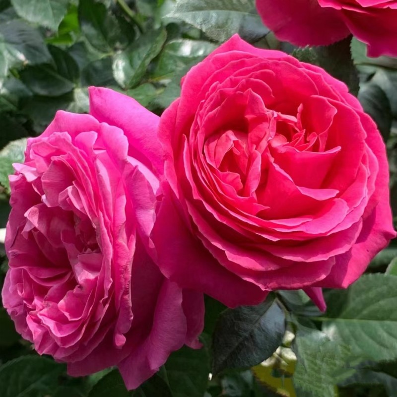 特拉方特 月季玫瑰花苗 大花灌木浓香勤花月季 阳台庭院盆栽,淘宝优惠券,粉丝福利购,淘宝优惠卷