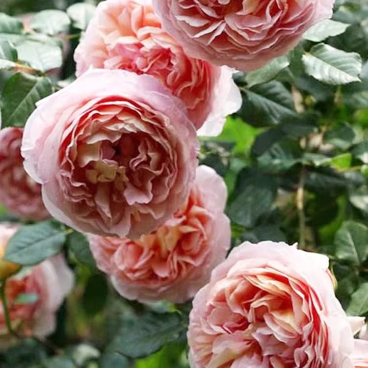 亚伯拉罕/达比 月季花苗奥斯汀大花勤花多头可藤可灌阳台盆栽花卉,淘宝优惠券,粉丝福利购,淘宝优惠卷