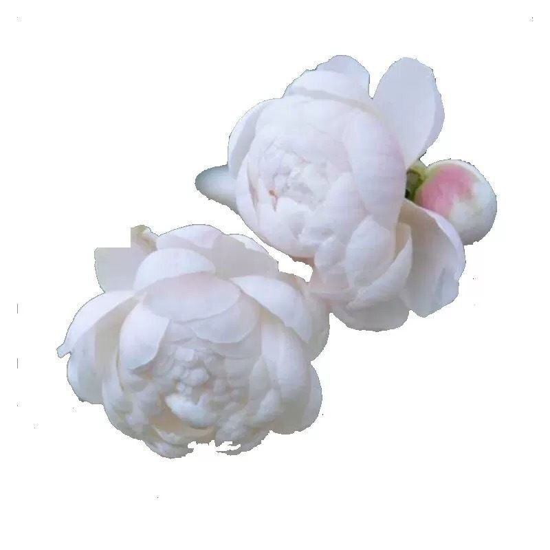 新品 日本小兔子 灌木微型月季花苗花卉浓香阳台庭院微型玫瑰,淘宝优惠券,粉丝福利购,淘宝优惠卷