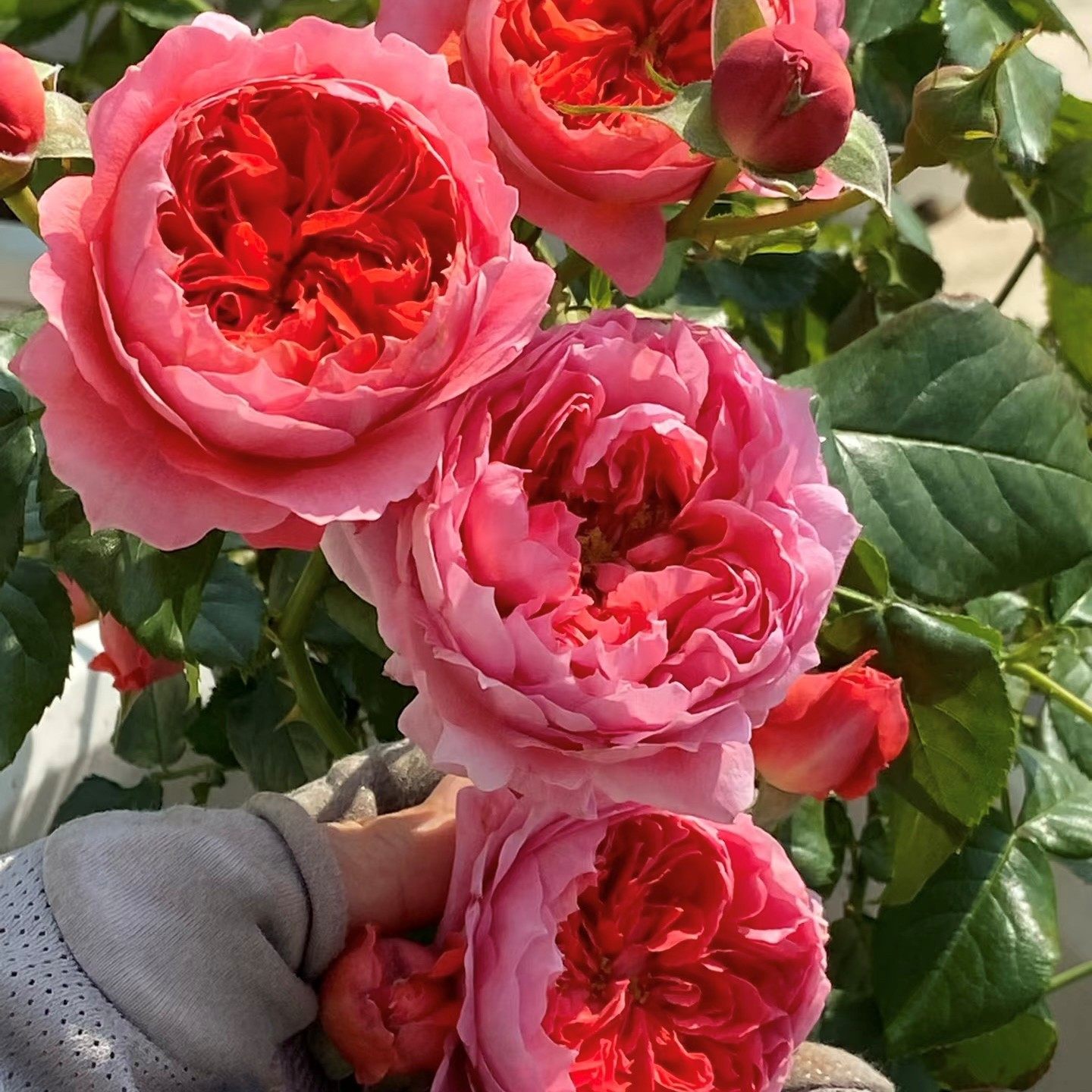 朱砂碗 月季花苗灌木浓香勤花包子型月季阳台花卉庭院盆栽花卉,淘宝优惠券,粉丝福利购,淘宝优惠卷