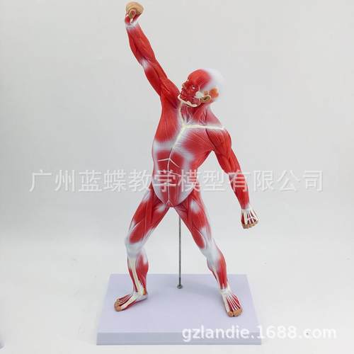 C人体全身学肌肉解剖模型教模型985人体肌人模型医学教具5肉0M - 图2