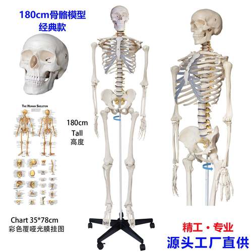 10教c人体骨骼8医学学模型收纳657经典款m+中英双语挂图 - 图2