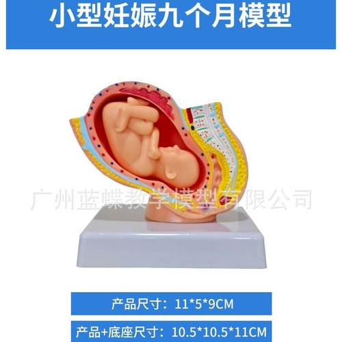 女性腔附足月胎儿模型788妊娠胚发育九个月儿胎子宫盆胎模型胎儿 - 图1