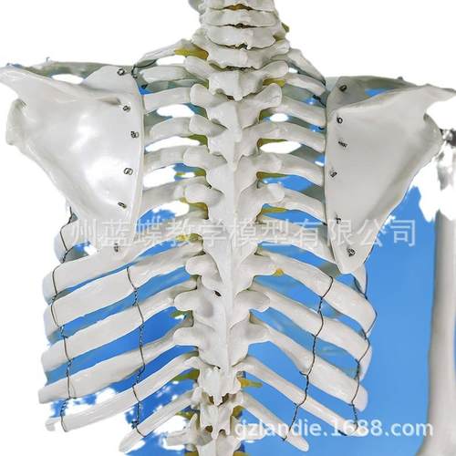 成人一比骨一人体骨骼模852型180M标准医艺用大骼模型C色纯白骨架 - 图3