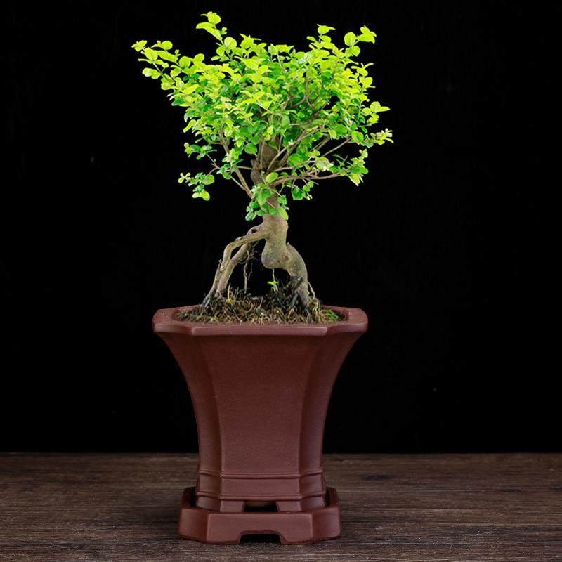 宜兴紫砂花盆方形盆景盆带底座老庄绿植松柏文竹黑松盆栽园艺,淘宝优惠券,粉丝福利购,淘宝优惠卷