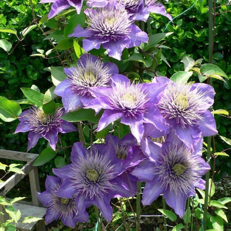 多蓝铁线莲花苗盆栽爬藤本皇后大花重瓣丰花多季开攀援花卉绿植物 - 图1