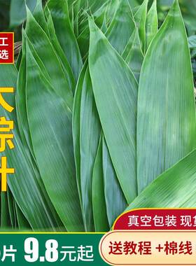 新鲜粽叶整箱商用特大号粽子叶箬叶干粽叶真空包装50片x50包一箱