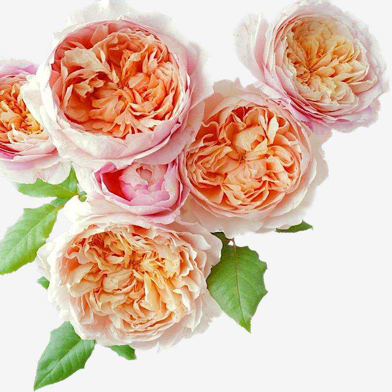 桃染  月季花苗 大花浓香多头勤花灌木月季植物 庭院阳台盆栽花卉,淘宝优惠券,粉丝福利购,淘宝优惠卷