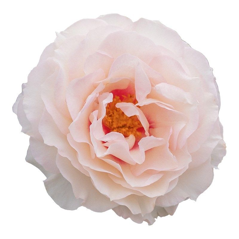 剪秋水  月季花苗大花藤本爬藤攀援多头勤花蔷薇庭院阳台盆栽花卉,淘宝优惠券,粉丝福利购,淘宝优惠卷