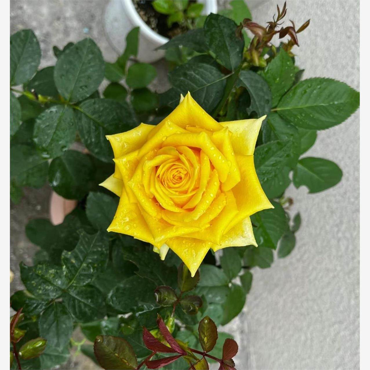 月光漫步 切花耐热月季花苗绿植花卉盆栽阳台地栽花苗庭院多季,淘宝优惠券,粉丝福利购,淘宝优惠卷