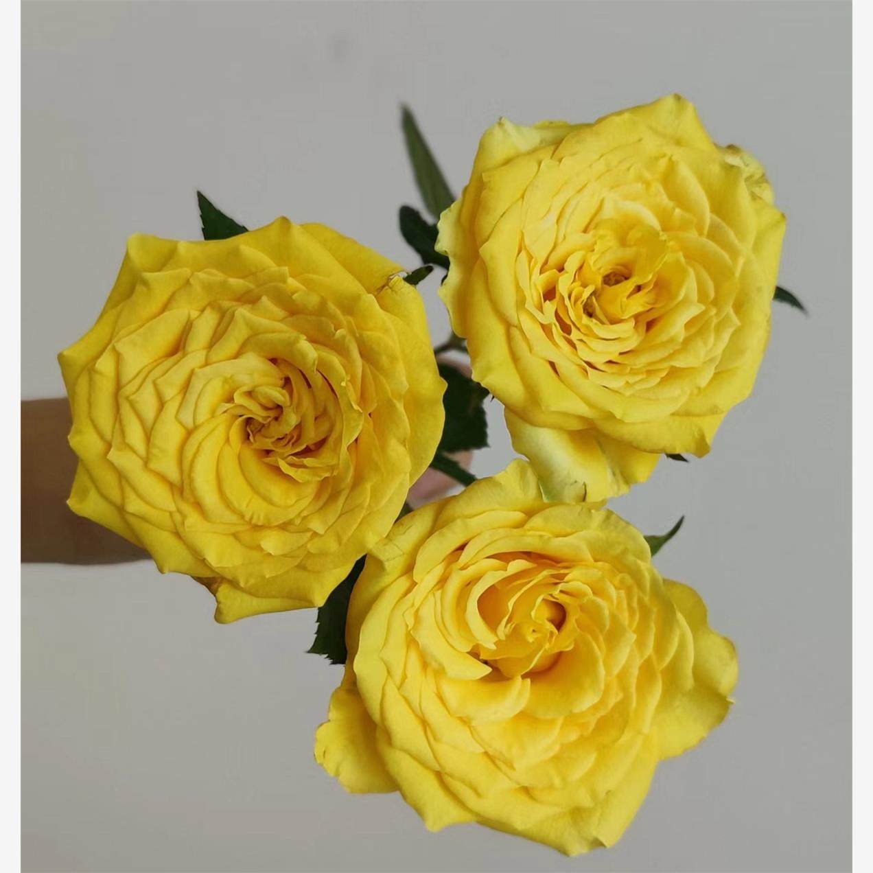 月光漫步 切花耐热月季花苗绿植花卉盆栽阳台地栽花苗庭院多季,淘宝优惠券,粉丝福利购,淘宝优惠卷