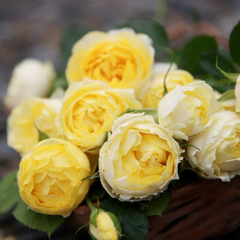 金丝雀  月季花苗灌木包子型 勤花室内阳台盆栽多头庭院花卉,淘宝优惠券,粉丝福利购,淘宝优惠卷
